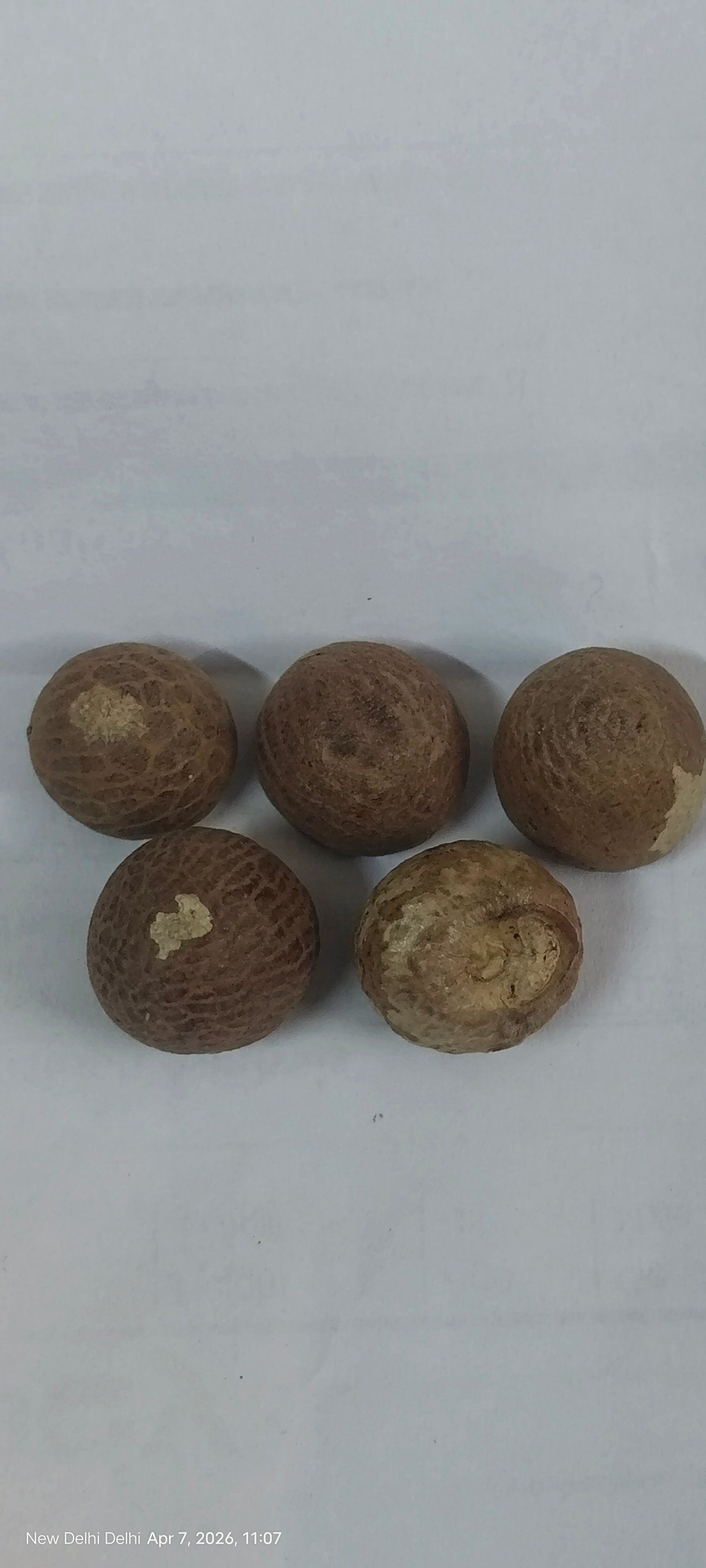 Supari Beetel Nut Areca Nut